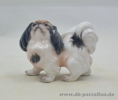 Hund - Pekinese