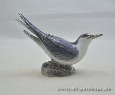 Vogel - Seeschwalbe