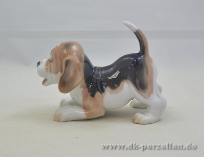 Hund - Beagle