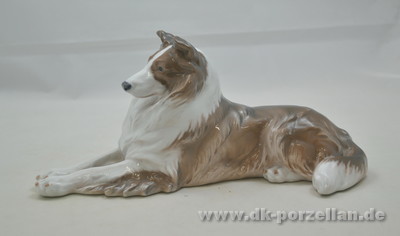 Hund - Collie 