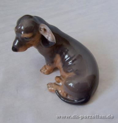 Hund - Dachshund 