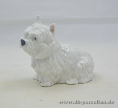 Hund - West Highland White Terrier