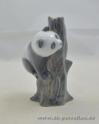 Pandabr klettert