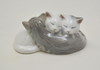Katzenfamilie